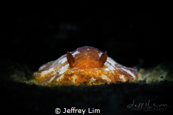 Saw this flat looking nudi. Could be Discodoris cebuensis. by Jeffrey Lim 